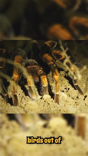 If you see these animals… RUN! 🏃‍♂️ #animals #webdocs #deadliest