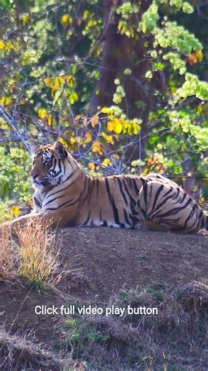 Tiger Attack 🐅 vs Alert Deer 🦌 | Tadoba Moharli Gate Thriller #shorts