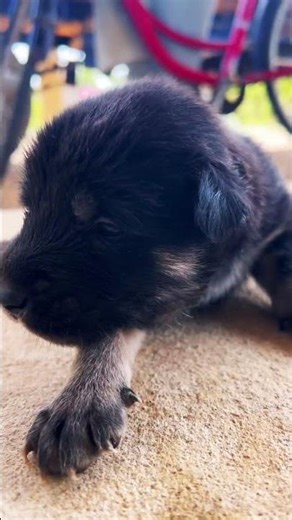 Cute Dog #kiki #cat #dog