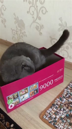 CAT & PUZZLE пазли #9000puzzle #котипазли #puzzlelife #cathelper #puzzles #jigsawpuzzle