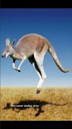 The Kangaroo That Barely Farts!