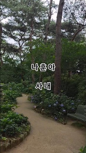 #나훈아 #나훈아노래 #나훈아노래모음 #트로트 #꽃 #숲