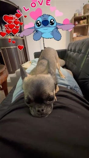Funny & cute baby chihuahua videos mix #chihuahua #viralvideo