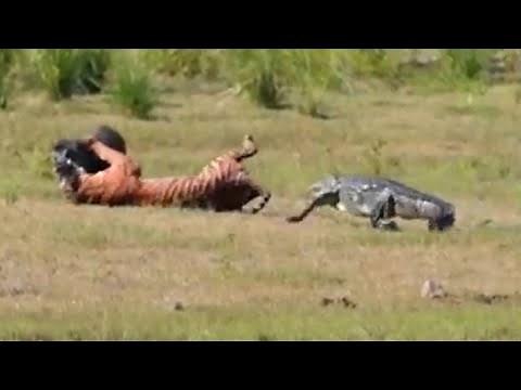 Crocodile Sneak Attack ! Leopard vs Crocodile for the Prey