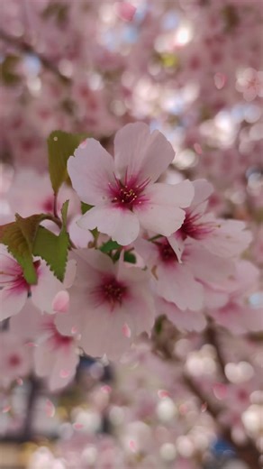 2.3K views · 28 reactions | 푾풉풂풕 풕풐 풌풏풐풘 풂풃풐풖풕 푺푪푫 푺풂풌풖풓풂 푺풆풓풖풎?It can minimize pores, reduce wrinkles, lighten sunspots, brighten and smoothen skin—for that ultimate glass skin effect. ✨殺 Safe to use day and night, and perfect for both men and women.栗‍♀️#scdpinakamabenta #trending #scdglowup #scdmainoffice #highlights | SCD Main Office | Facebook