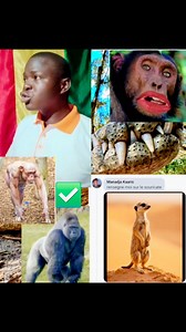 Bro si vous envoie les questionnaire sur les animaux je suis toujours prêt à vous expliquer comme vous n'êtes pas trop intéressé par l’environnement c'est pour cela je prend d’autre dossier 📂 et sa aussi sa énerve sertairne personne ? | Yakouba Damaro Camara