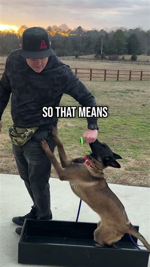 How to Fix Your Dog’s Sit in 10 Seconds!