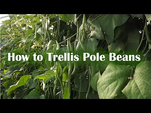 How to Trellis Pole Beans