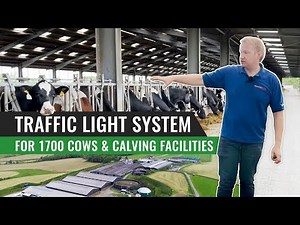 Traffic Light System for 1700 Cows & Calving facilities – Scotland