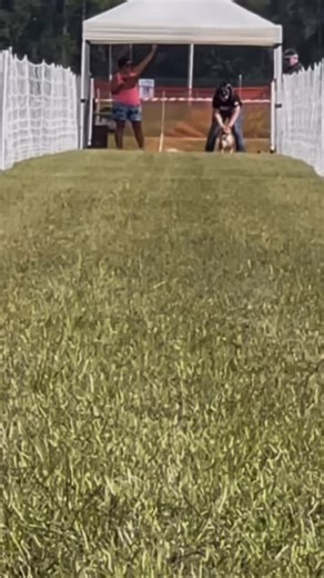 Question: What is FastCAT? Answer: It’s an acronym for Coursing Ability Test, an official sport where dogs run and have their speed measured. Whether to practice or just do a fun activity with your dog, here is your chance to try FastCAT for fun. Here are the details: 🐾 FastCAT Fun Run Fundraiser 🐾 Hosted by the Hawaii Cane Corso Association Sponsored by Terriers In Paradise 📅 Saturday, Nov 29 | 9 AM – 3:30 PM 📍 Neal Blaisdell Park, Pearl City Join us for a fun-filled day of dogs, community,