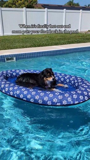 I waited 7 months for this! #pool #dogs #happy | Zoe Marie