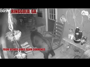 Bear pays back porch a visit in Ringgold, Georgia