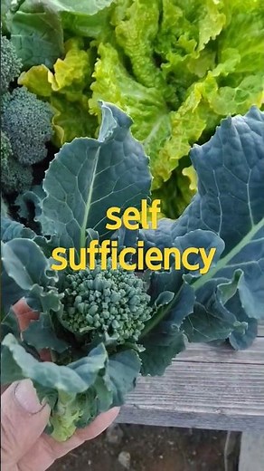 アレッタを収穫 ケールとブロッコリーのミックス 葉も全部食べられるaletta or kerokkori harvest reaf is kale vegetables february2024
