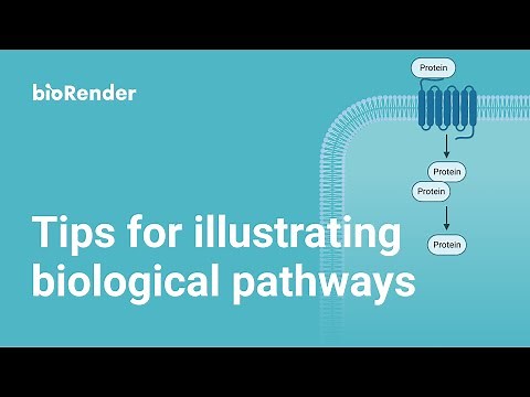 Tips for Illustrating Biological Pathways