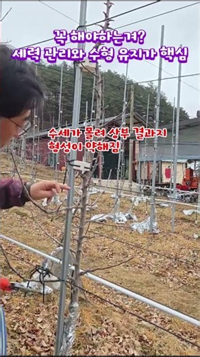 시나노골드 초밀식 #전정 #연차변환부 #시나노골드 #사과나무 #잉매힐스사과농원