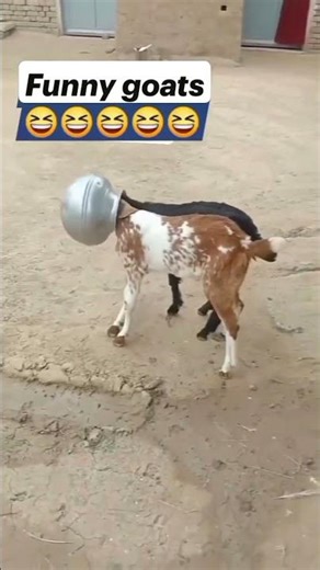 Crazy Goats Doing Hilarious Things!