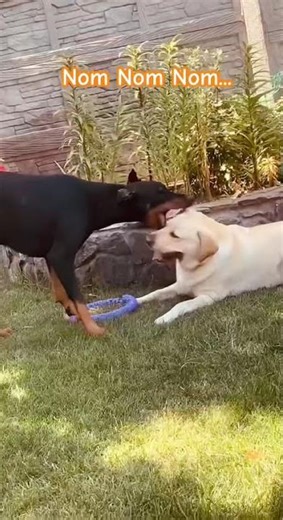 The Doberman vs Labrador Championship of Bitey Face 🏆 #shorts #dogs