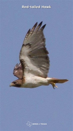 Red-tailed Hawk - Our Bird of the Day