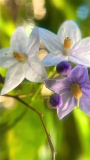 🌿 Jasmine Nightshade in Soft Light