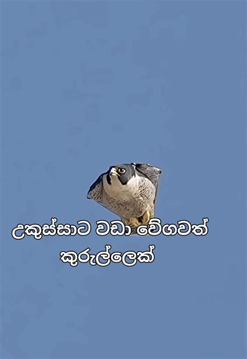 උකුස්සාට වඩා වේගවත් කුරුල්ලෙක් #creatorsearchinsights #fyp #viral