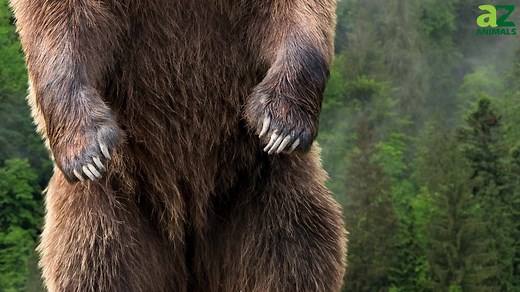 The Largest Bear Ever: A Giant That Dwarfed Today’s Kodiaks