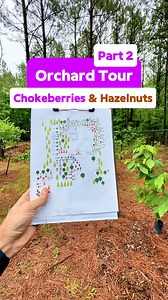 Are you growing hazelnuts or chokeberries? 🌰🍒 If so, post in the comments below and let me know what varieties you’ve got growing!👇Welcome to part two of my Home Orchard Tour series 🎥🌳 I’m walking you through another section of my orchard to show you what I’ve got growing and just how many plants you can squeeze into a small space 🌱💪In this episode, we’re talking Aronia chokeberries and hazelnuts:• I’ve got 3 Aronia chokeberries 🍒 — 2 original plantings and 1 transplanted sucker 🌿 • The