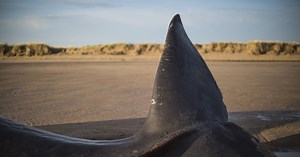 Why do whales explode?