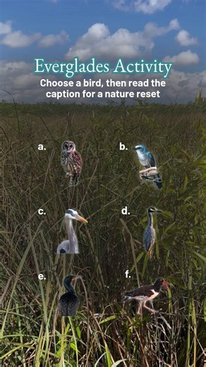 Choose a bird to unlock an Everglades mental reset 🐦🌿 A. Barred Owl Step outside or by a window and sit quietly for five minutes, like you’re on a boardwalk at dusk. Listen for layers of sound, wind, insects, distant birds. The Everglades teaches patience. B. Florida Scrub-Jay Learn one new Everglades fact, water flow, wildlife, or Indigenous history. If it sparks curiosity, keep going. Healthy ecosystems start with understanding. C. Great Blue Heron Move slowly and intentionally for the next 