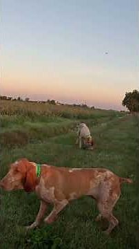 2 fagiani. Uno troppo vicino al cane l’altro spento #hunting #italy #bravco italiano