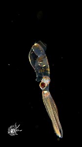 Ancistrocheirus lesueurii, the sharpear enope squid by Robert Stansfield | John Steed