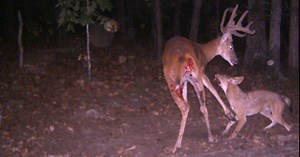Coyotes Kill Buck on Camera | Deer & Deer Hunting