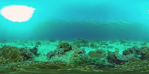 Coral reef with fish underwater 360VR. Panglao, Philippines. 4k video. 360º Video | 360Cities