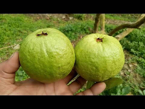 Indian Guava Tree