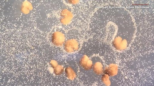 全球首个可自我繁殖活体机器人Xenobots 3.0问世_科学湃_澎湃新闻-The Paper