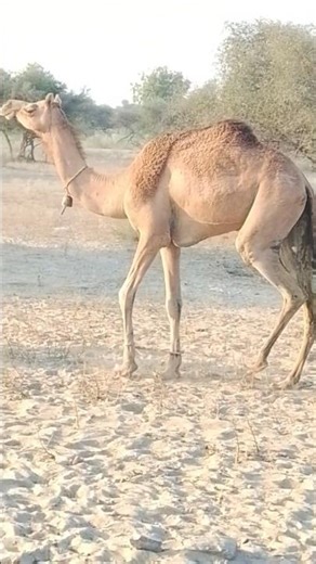🔥Desert Camel Walking with Front Legs Tied 😮 | Unbelievable Balance in the Sand! #camel #camelrock