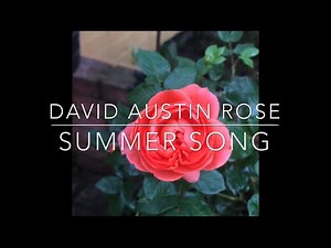 David Austin Roses | In Our Garden | Summer Song