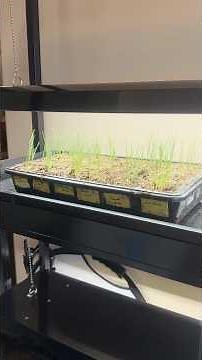 New To Grow Lights? Here’s Some Tips!