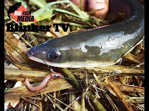 Aalangeln am Tag | Erfolgreich mit Wurm [HD]