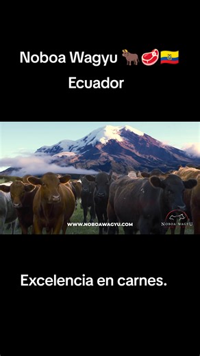 Desde Ecuador se produce la raza de ganado Wagyu. Un gran proyecto NOBOA WAGYU. 🇪🇨🥩 @DanielNoboaOK @Taste Ecuador @ASOGAN SD @Asadores Ecuatorianos