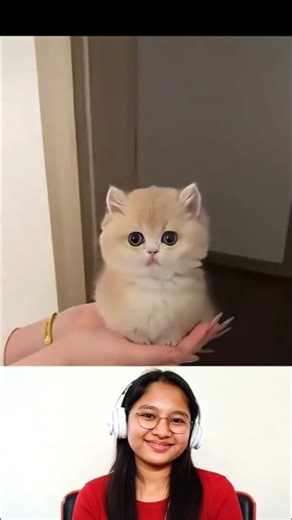 cat video ! cat voice ! cat sound ! cat #shorts #cutecat #youtubeshorts #cat #cats #catsound