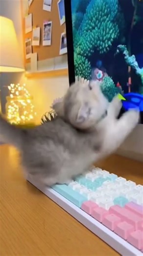 A cute kitten enjoys the computer #kitten #cat