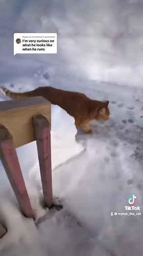 Replying to @Imnotreal Rare but inevitable #run #jog #speed #fast #unit #cats | Reznor The Cat