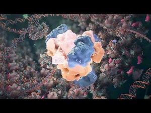 Subject 03: Cell Proliferation and Cancer (9 CPD credits) | Cellular and Molecular Biology of Cancer