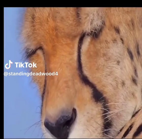 Exploring the Ghost Species of Cheetahs in Iran