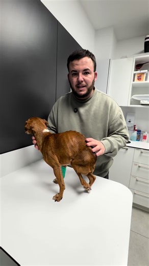 Lo dejaron en la basura. Ahora necesita ser operado para dejar de sufrir 🙏 Ayúdanos a cambiar la vida de Toñín con una donación hoy. 🔴 BIZUM (Código ONG: 08002) Es Bizum ONG. Entra en la app de tu banco, selecciona **“Donar a ONG”** e introduce nuestro código: **08002**. 🔴 Cuenta bancaria IBAN: ES13 2100 6145 2102 0008 6886 Entidad: CaixaBank Fundación Animal Rescue BIC/SWIFT: CAIXESBBXXX 🔴 PayPal: donar@fundacionanimalrescue.org ⚠️ Las donaciones desgravan un 80% hasta 250€ anuales. Si quie