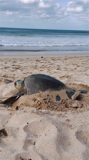 🌊 Turtle Time Reminder! 🐢 For our friends in the United States, remember: sea turtle nesting season runs through October — so it’s not over yet! Even though this is not a recent recording, it’s the perfect reminder of how much these turtles need our help. This video, recorded at Playa Majagual, San Juan del Sur, Nicaragua, shows something truly special: a Kemp’s Ridley (Lepidochelys kempii), the world’s most endangered sea turtle, performing the famous “Kemp’s Ridley Dance” — the unique sand-t
