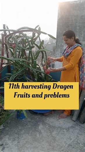 11th harvesting of Dragon fruits and problems#harvest #gardening #minivlog #shorts
