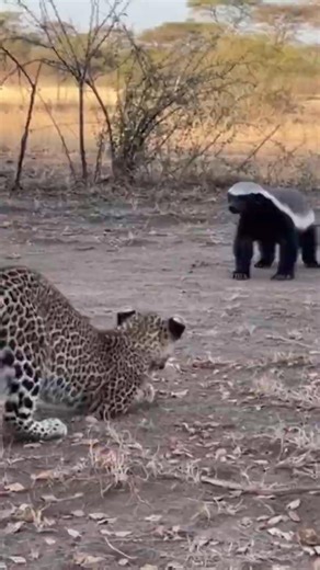 Young Cheetah Cub Faces Angry Honey Badger—Barely Escapes 🐾
