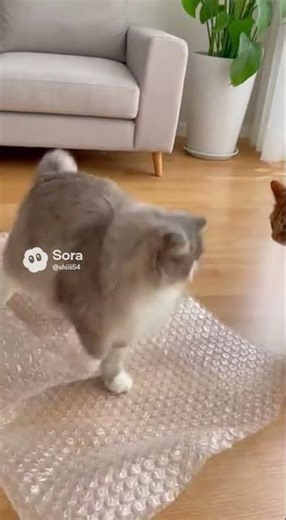 Cat vs Bubble Wrap 🐱💥 | Hilarious Reactions!