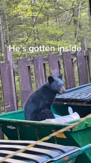 Too Close! Black Bear Climbs Wall for Garbage 😳